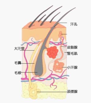 狐臭产生的原因 病理.jpg