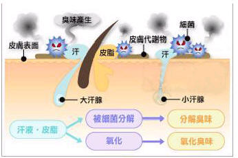 腋臭的主要病因是什么 腋臭病因.jpg