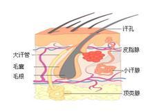 狐臭表皮.jpg